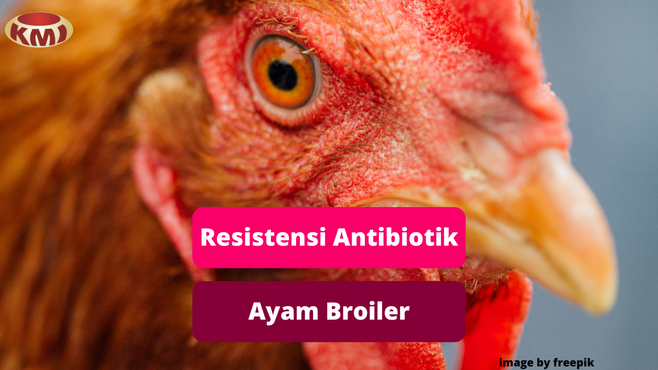 Bahaya Resistensi Antibiotik Pada Ayam Broiler